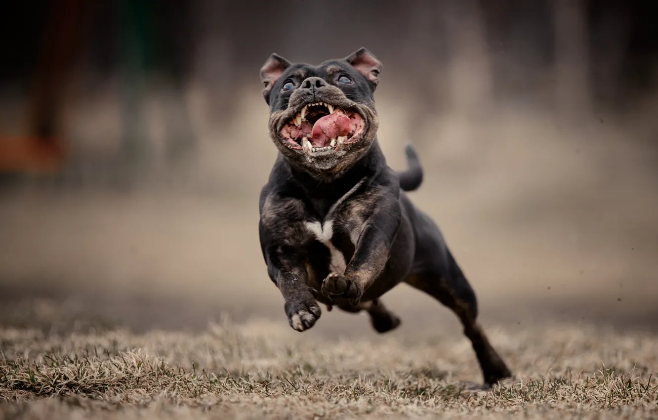 Photo wallpaper face, background, dog, running