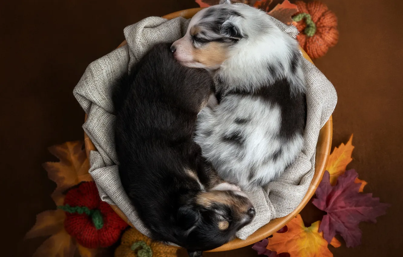 Photo wallpaper comfort, dog, puppy