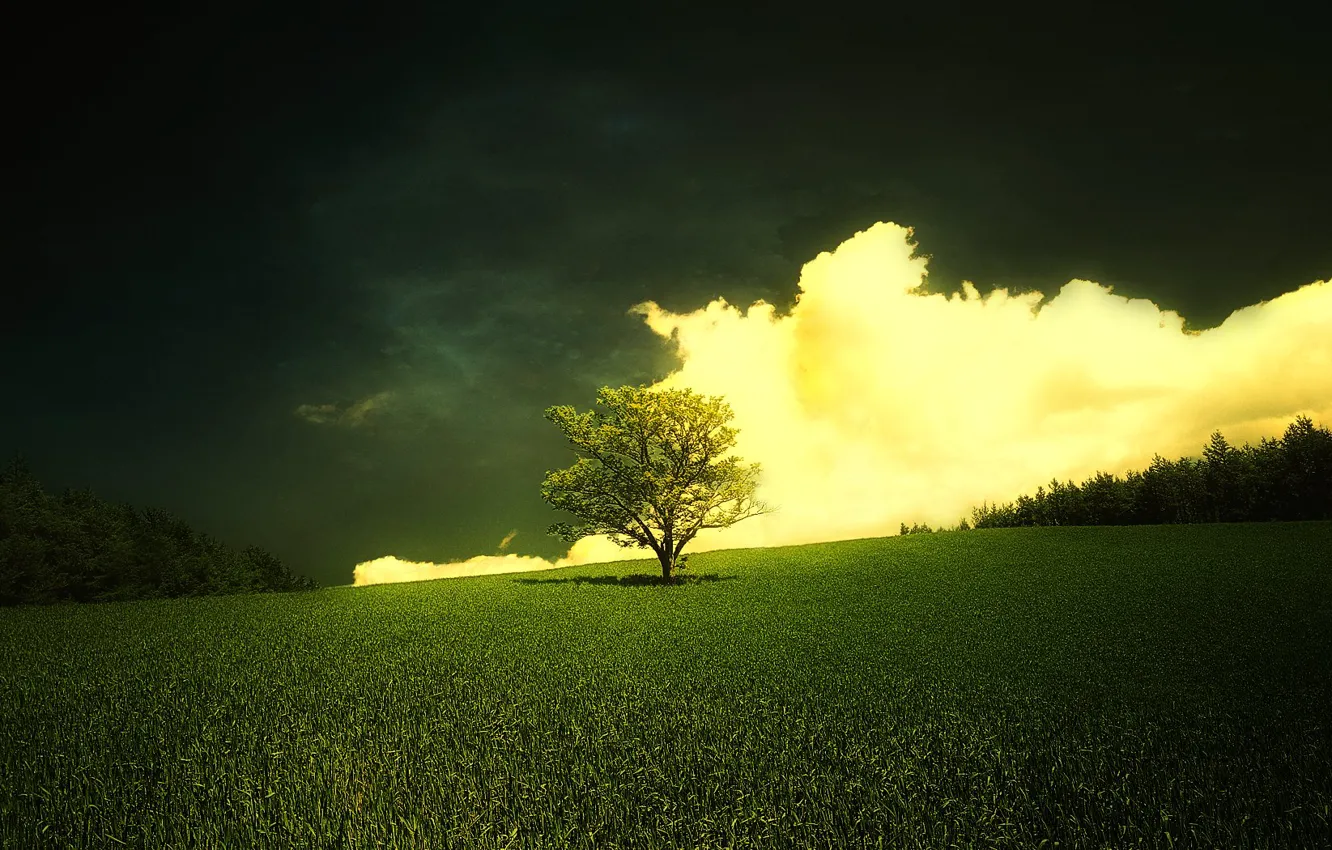 Photo wallpaper trees, clouds, meadow, fresh grass