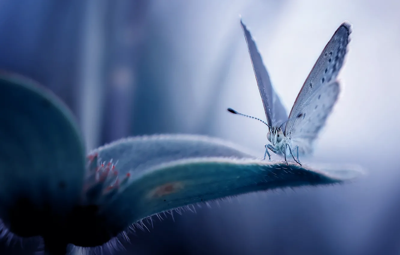 Photo wallpaper flowers, butterfly, flower, butterfly, Fauzan Maududdin