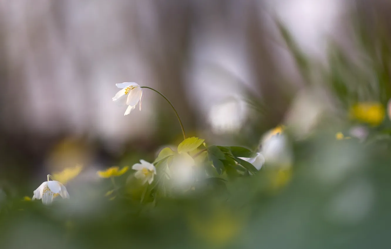 Photo wallpaper flowers, nature, spring