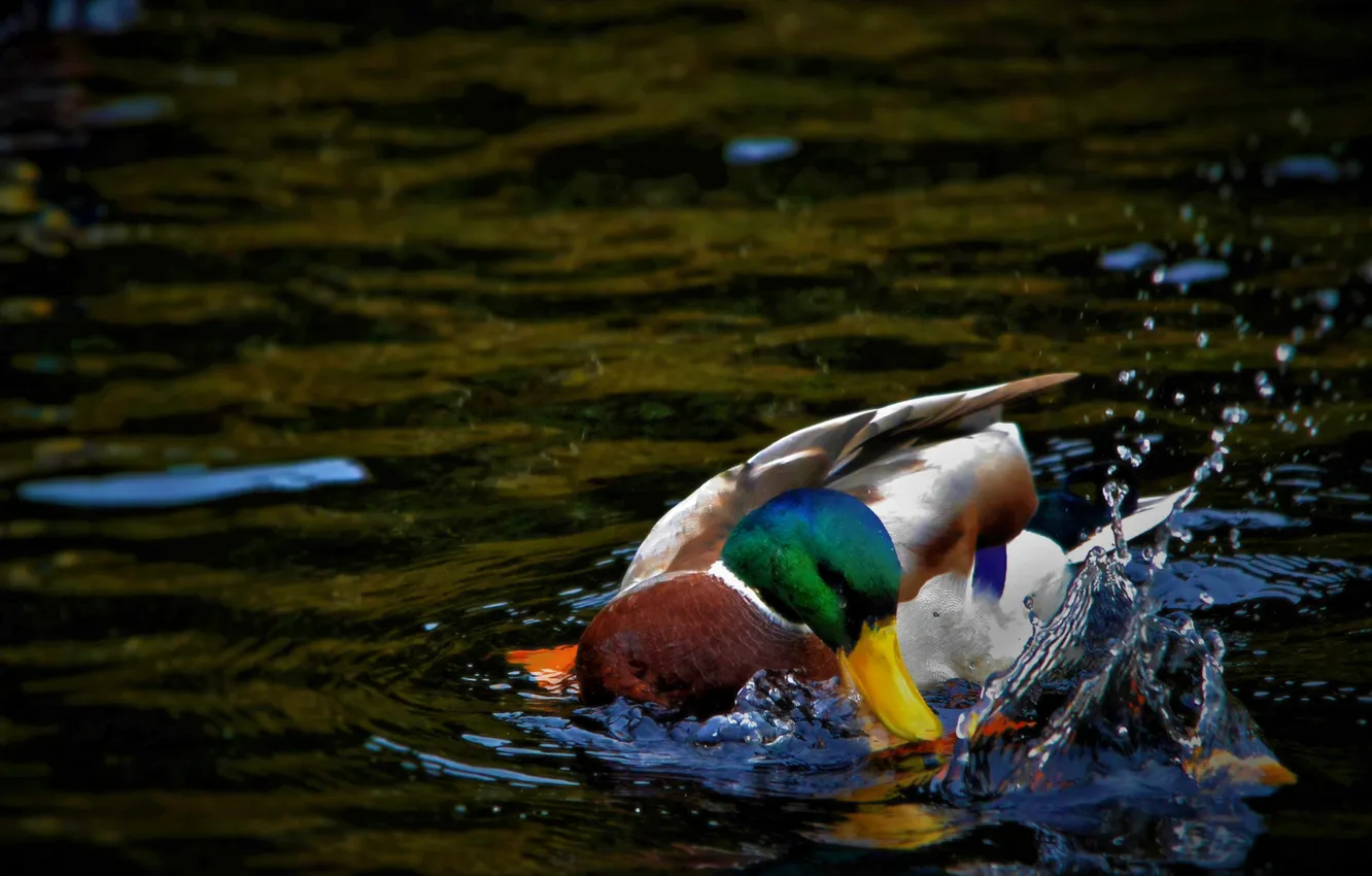 Photo wallpaper water, bird, duck, wings