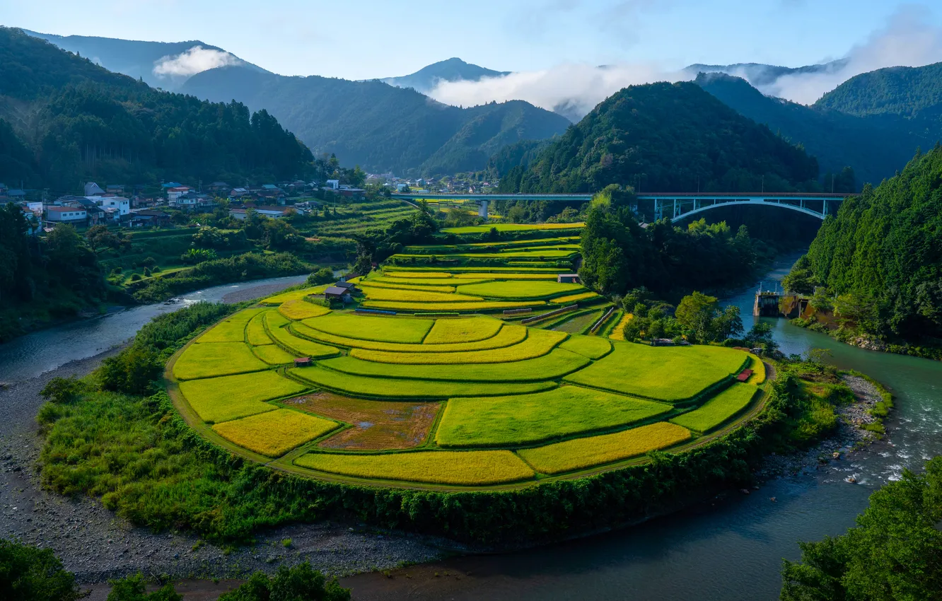 Photo wallpaper forest, the sun, trees, mountains, bridge, valley, river, plantation