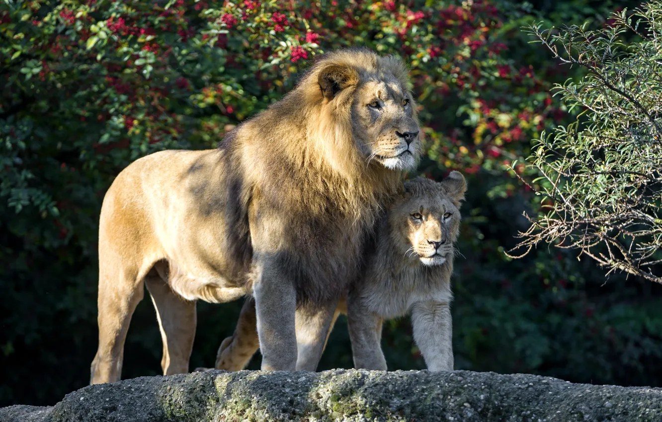 Photo wallpaper Leo, father, lion, son
