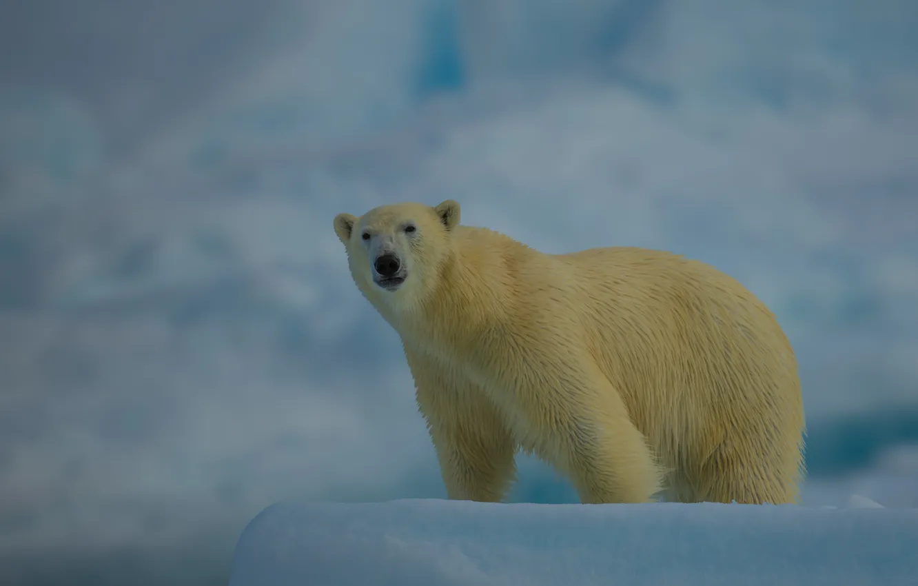 Photo wallpaper snow, ice, polar bear, polar bear