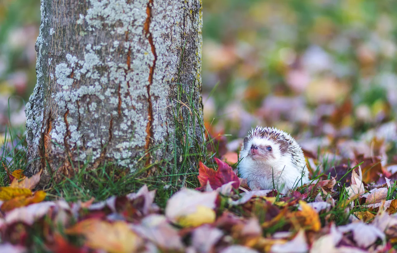 Photo wallpaper autumn, foliage, hedgehog