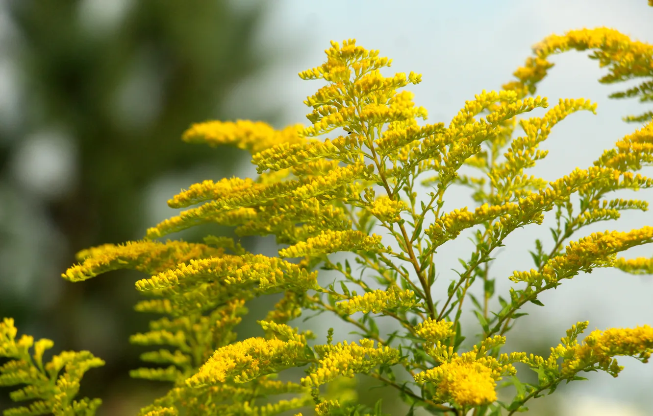 Photo wallpaper flower, yellow, blooming
