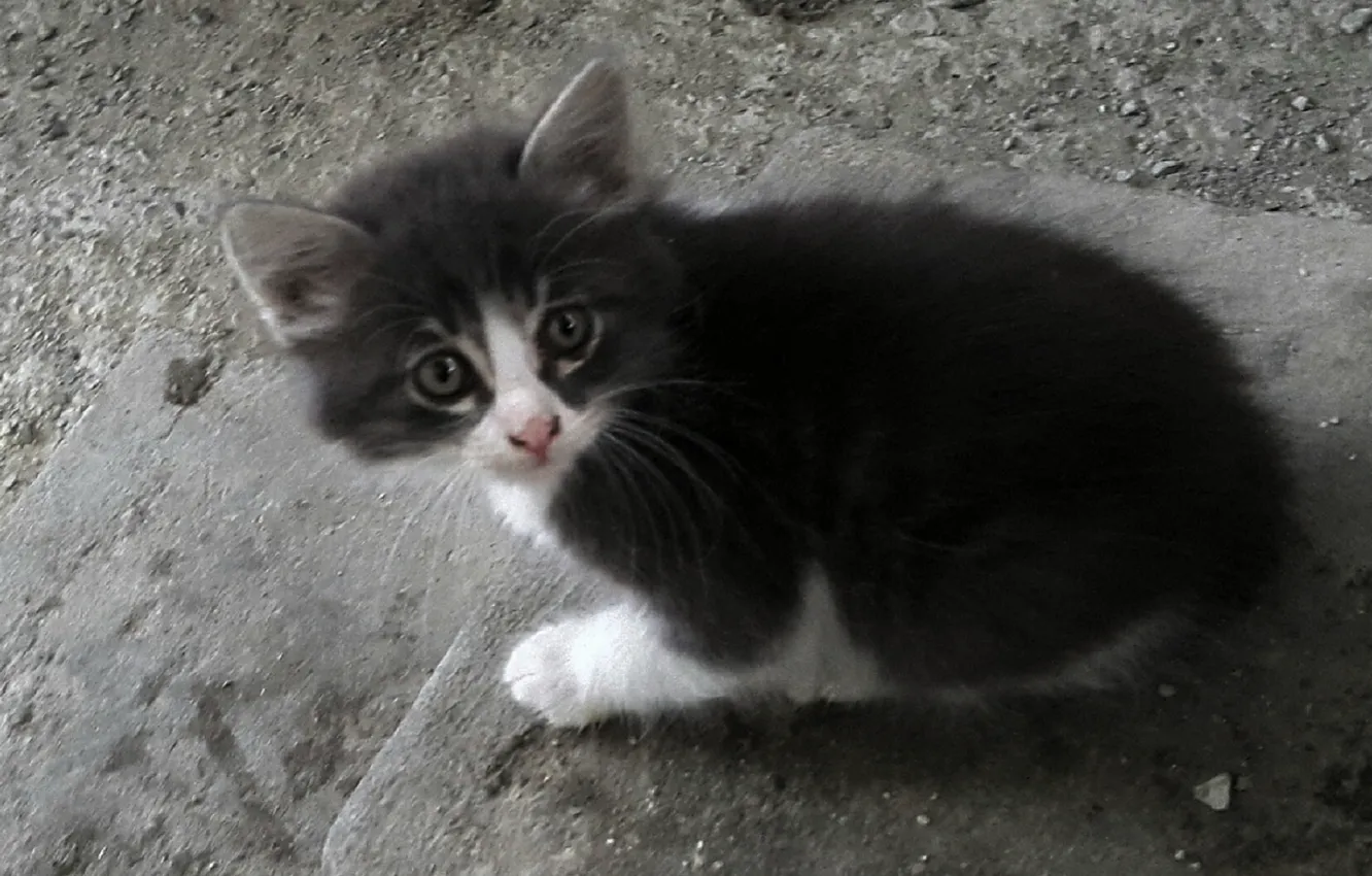 Photo wallpaper fright, sweetheart, beautiful, kitty