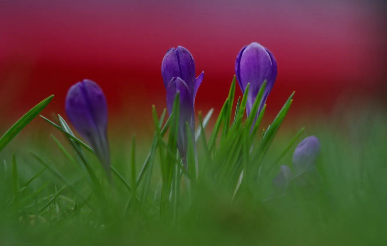 Photo wallpaper purple, grass, macro, flowers, background, petals, blur, crocuses