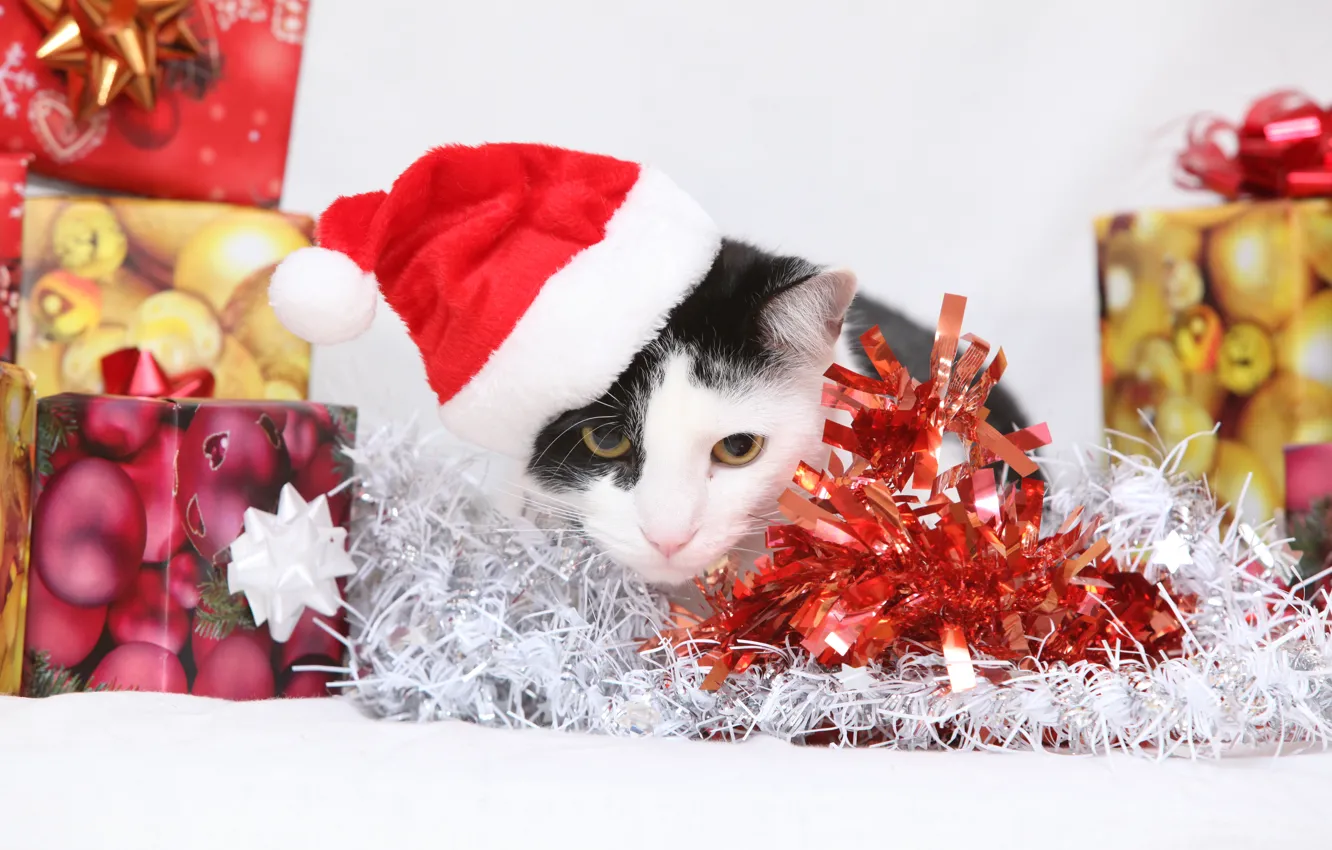 Photo wallpaper cat, cat, box, gift, new year, kitty, tinsel, cap
