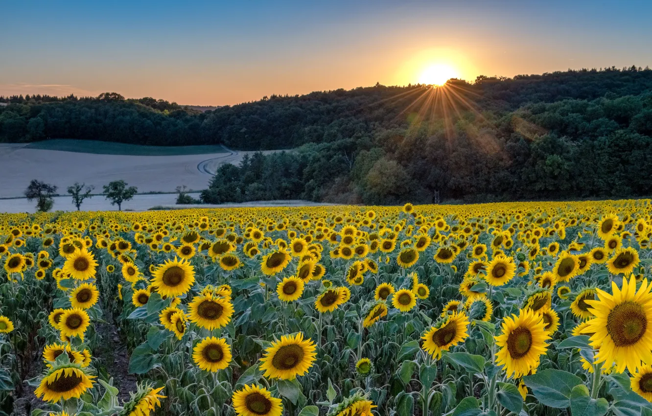 Photo wallpaper field, forest, summer, the sun, rays, sunflowers, sunset, flowers