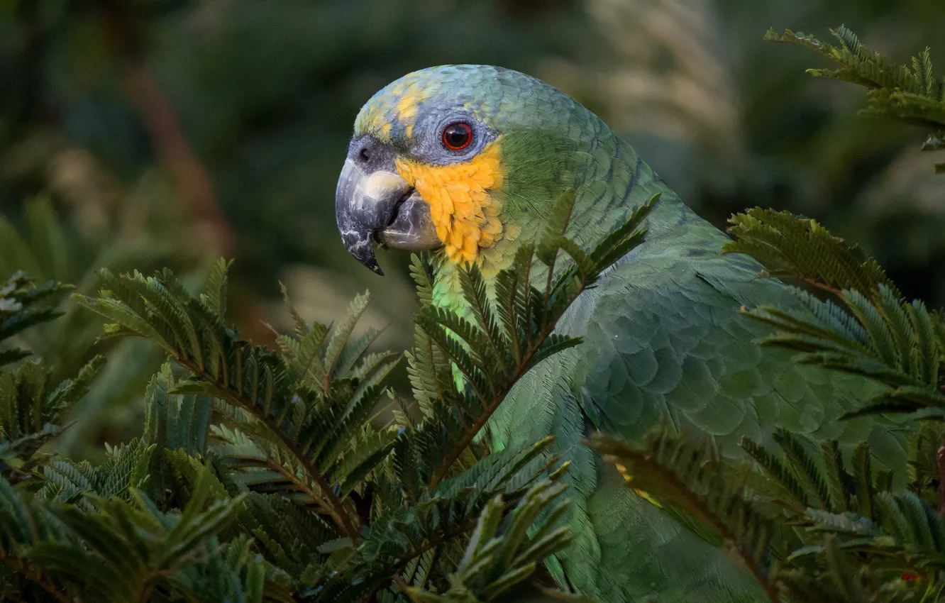 Photo wallpaper look, branches, nature, green, tree, bird, parrot