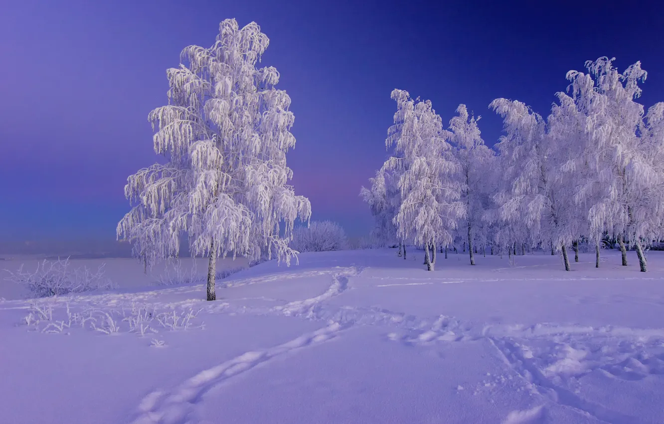 Photo wallpaper winter, frost, snow, trees, nature