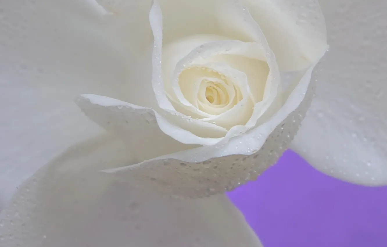 Photo wallpaper drops, macro, roses, petals, buds