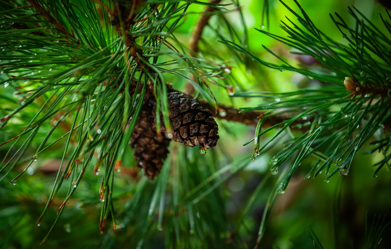 Photo wallpaper rain, bumps, a wet lump