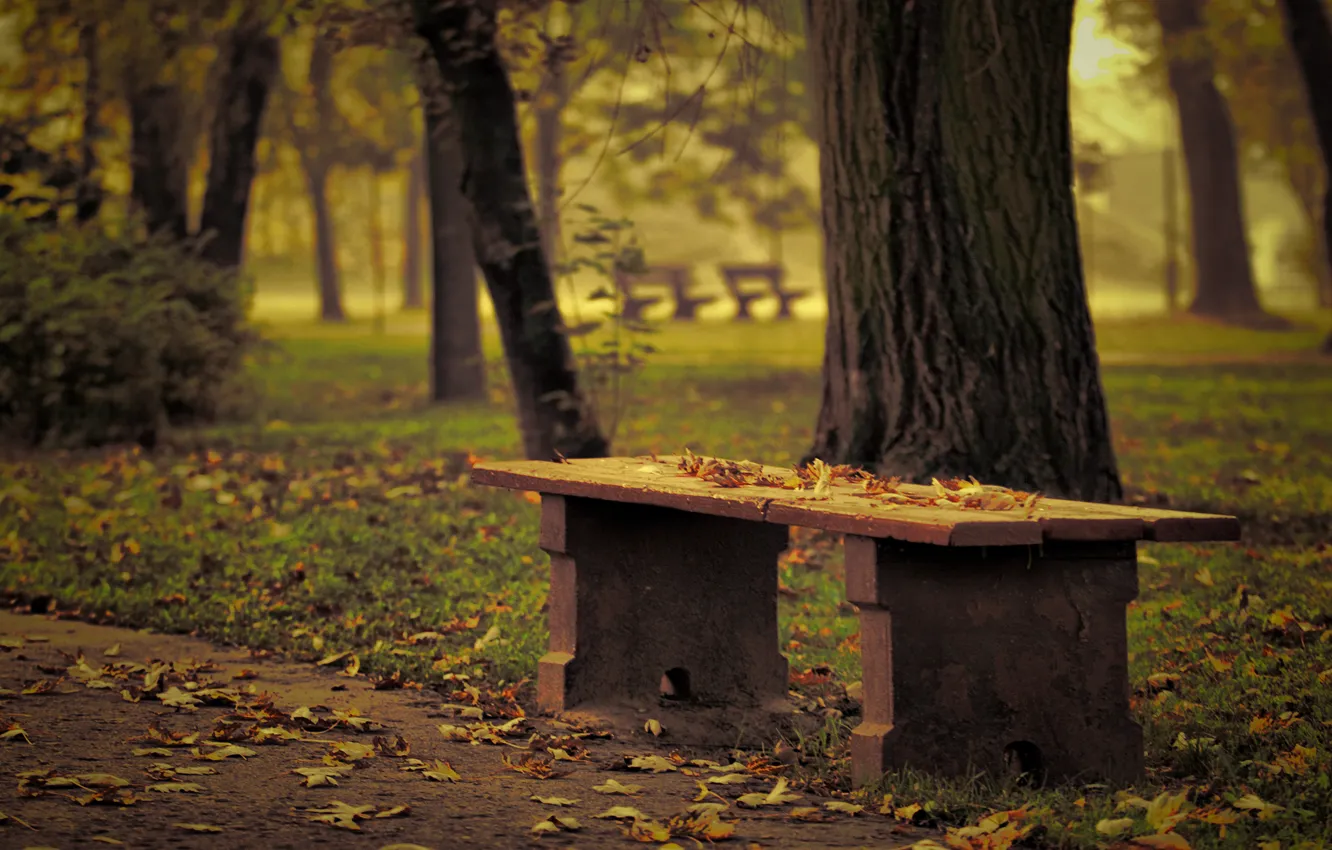 Photo wallpaper autumn, trees, Park, focus, blur, effect, bench, fallen leaves