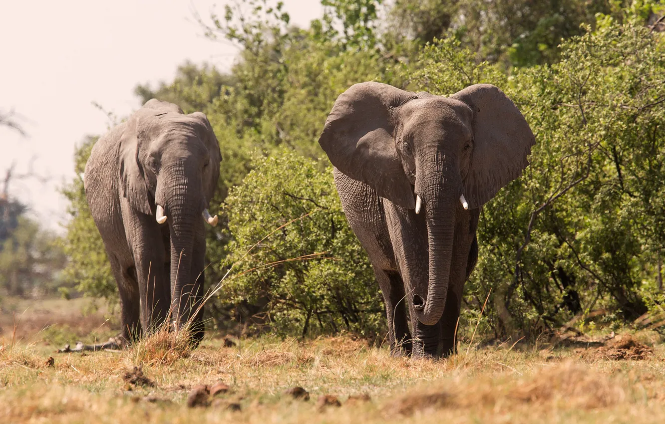 Photo wallpaper elephant, large, beautiful, trunk