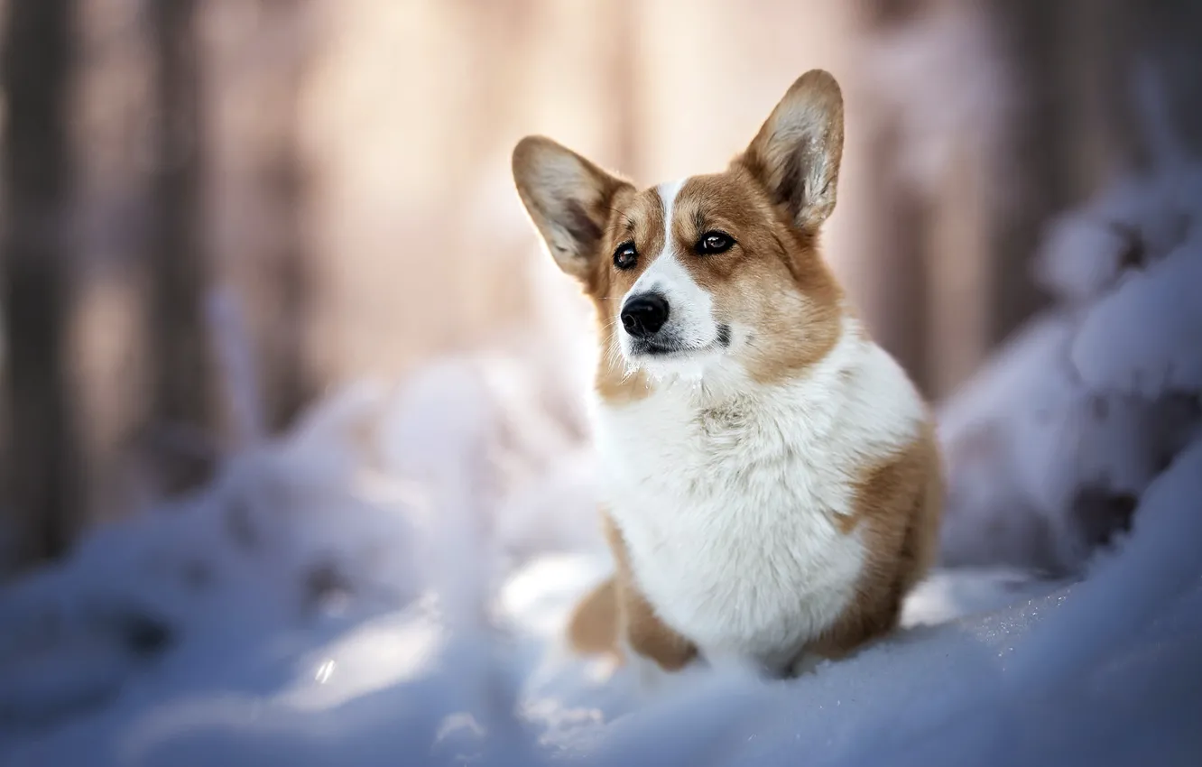 Photo wallpaper winter, dog, Corgi