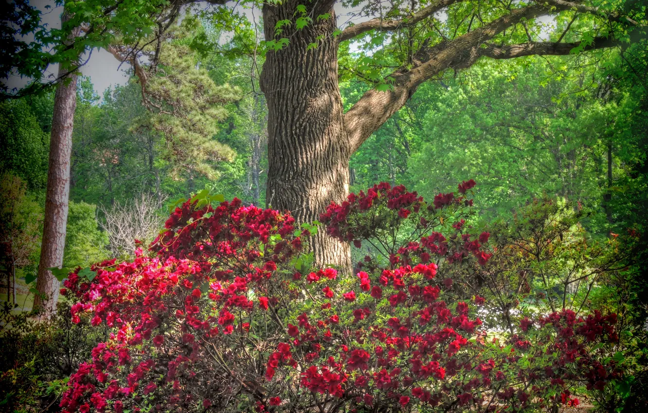 Photo wallpaper trees, flowers, USA, the bushes, rhododendrons, Honor Heights Park