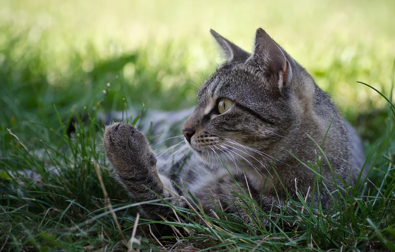 Photo wallpaper cat, grass, cat, grey, profile