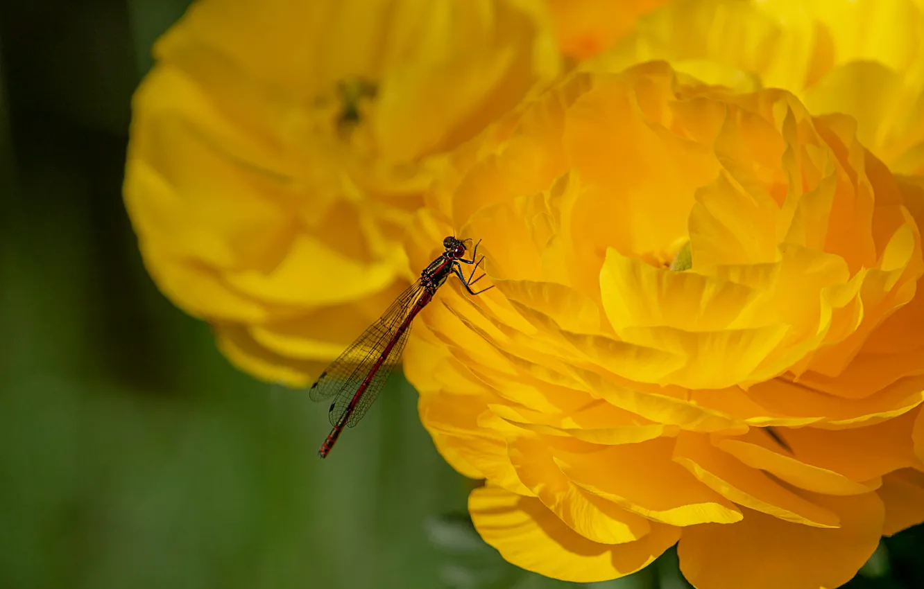 Photo wallpaper macro, flowers, yellow, dragonfly, petals, insect, buttercups, Ranunculus