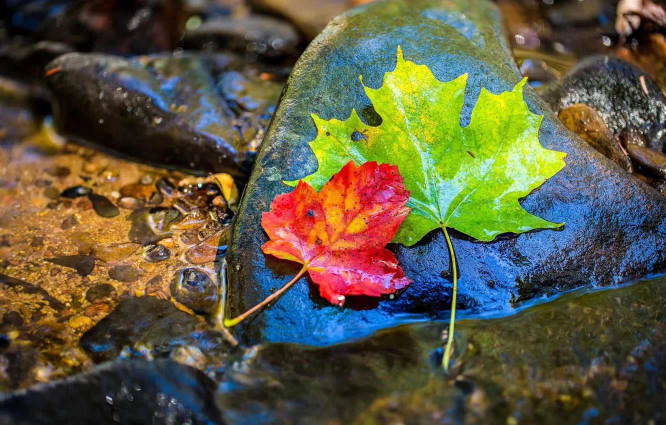 Photo wallpaper autumn, leaves, water, wet, stones, maple