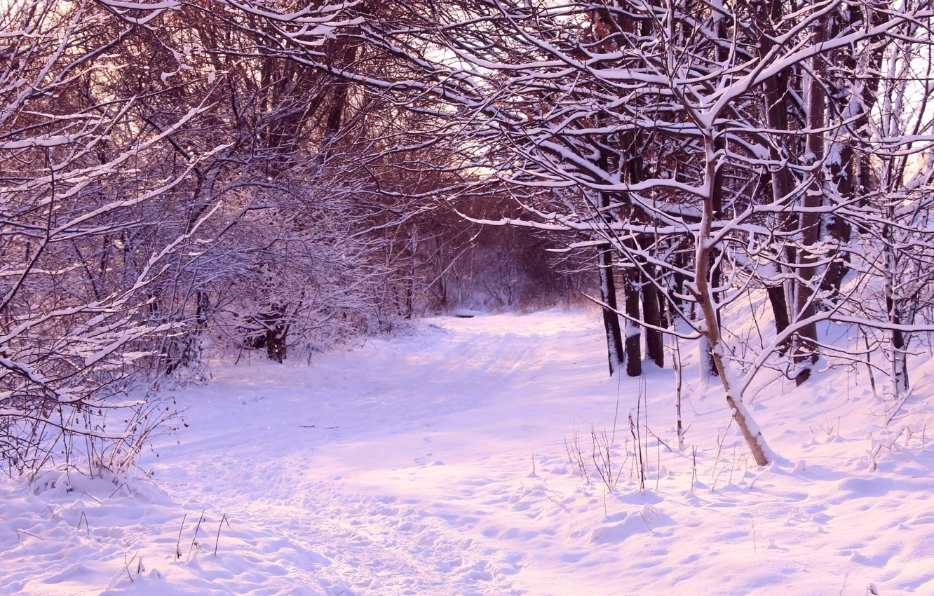 Wallpaper white, park, winter, snow, cold for mobile and desktop ...