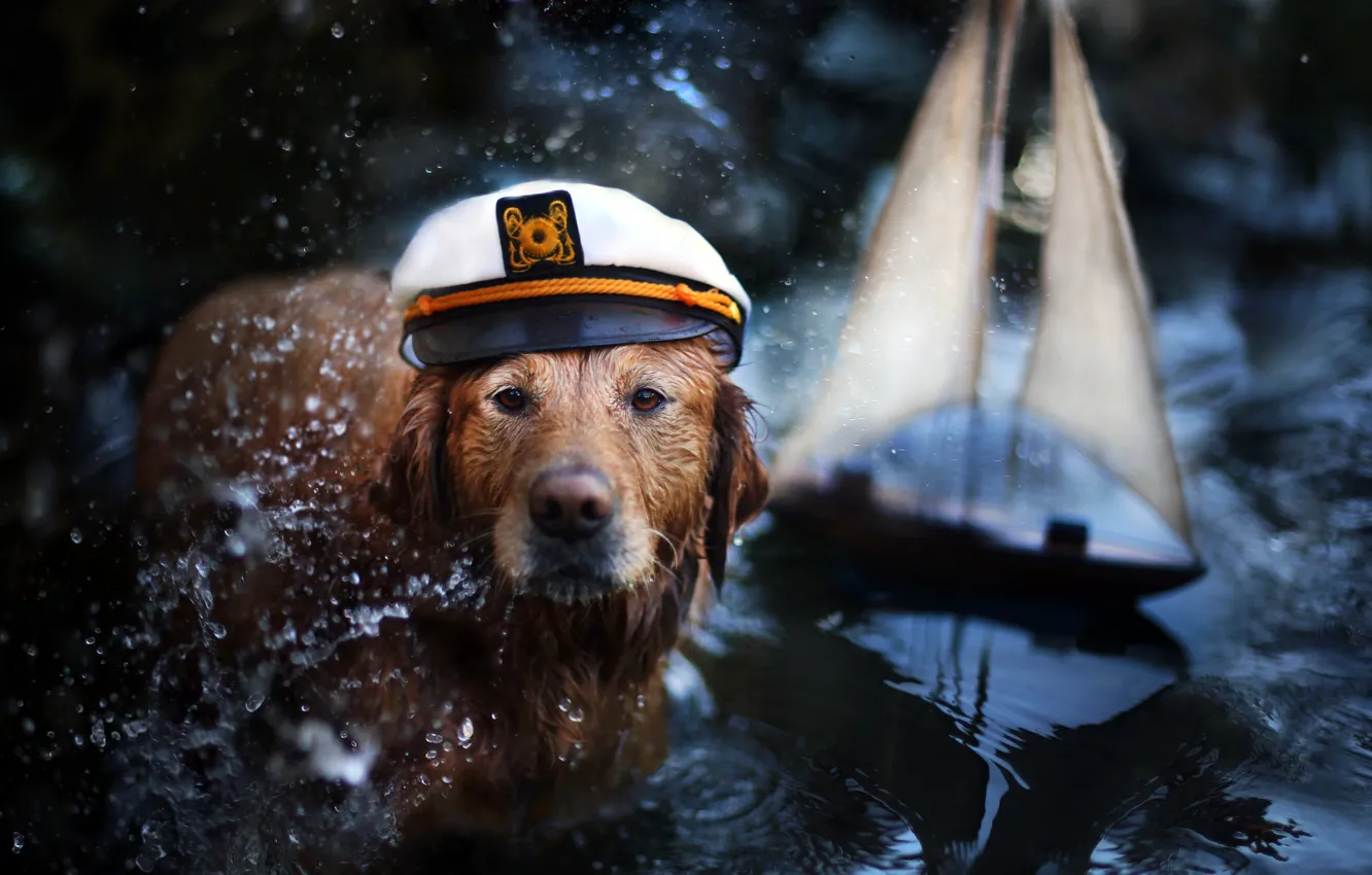 Photo wallpaper water, squirt, animal, dog, boat, cap, dog, Retriever