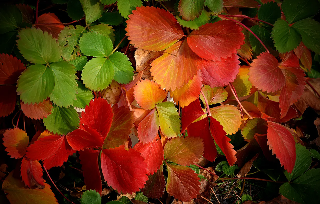 Photo wallpaper Macro, Autumn, Leaves, Foliage, Autumn, Colors, Macro, Leaves