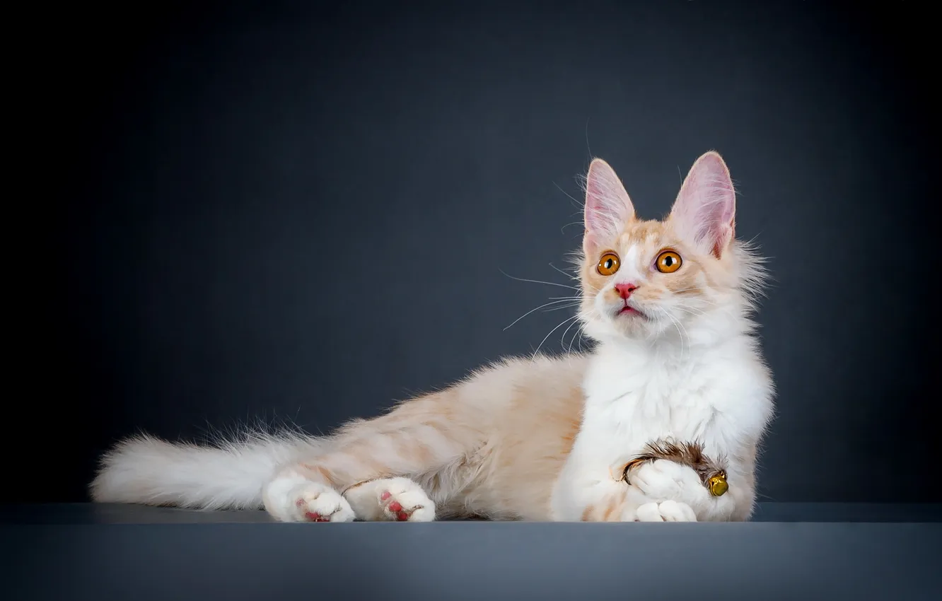 Photo wallpaper cat, look, background, toy, bells, a feather