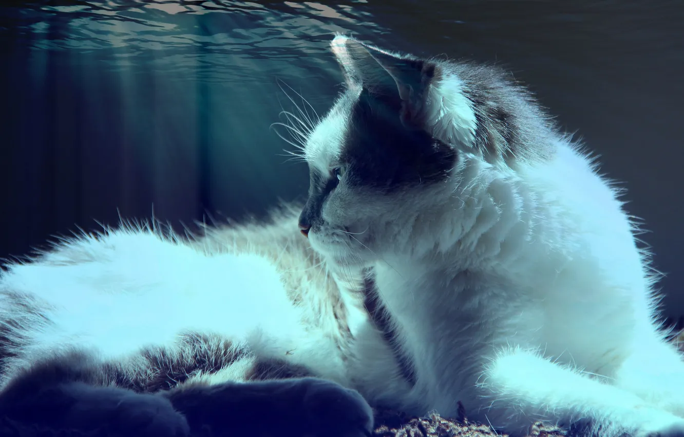 Photo wallpaper cat, cat, water, light, lies