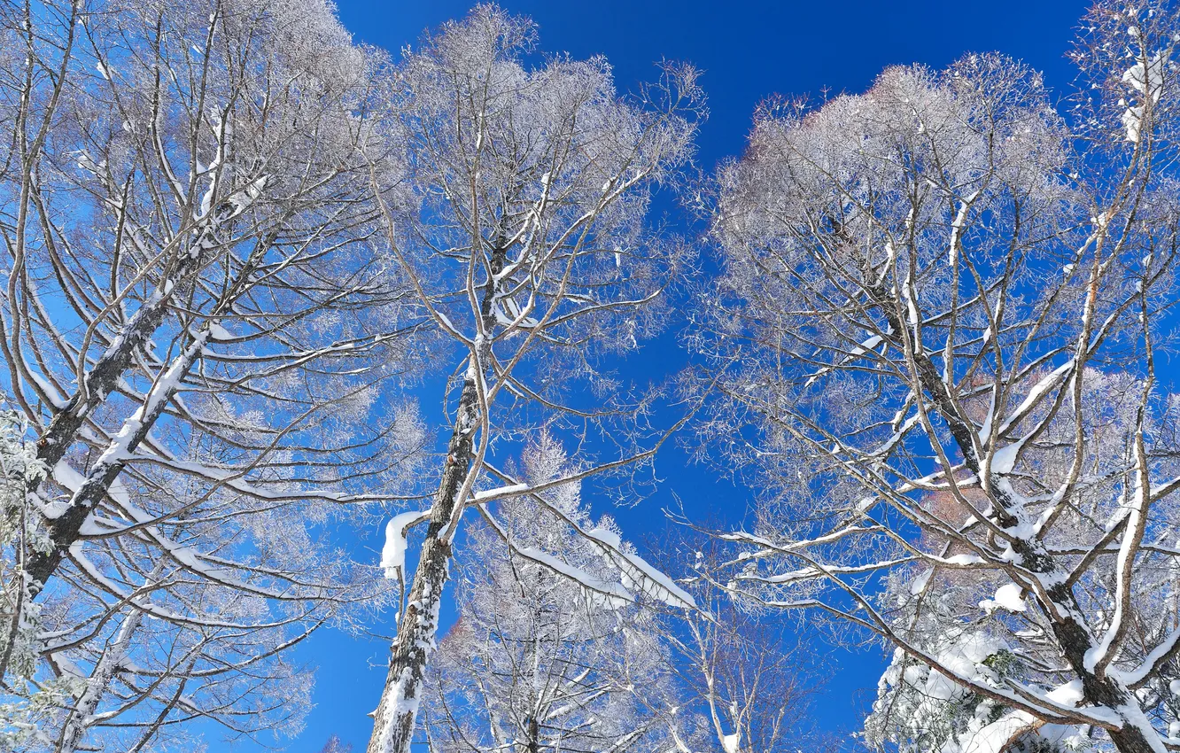 Photo wallpaper winter, the sky, snow, trees