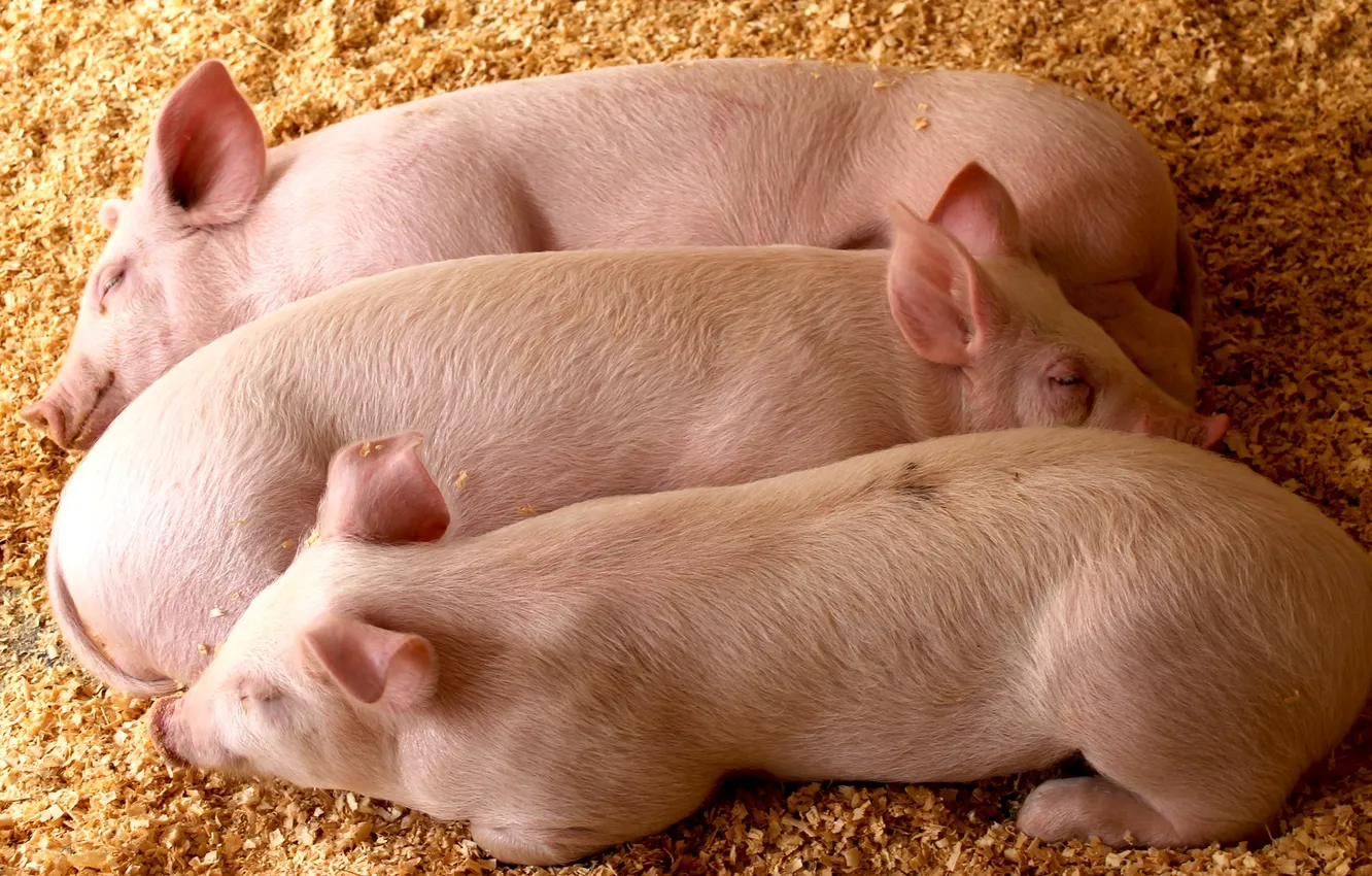 Photo wallpaper sleeping, the barn, pigs