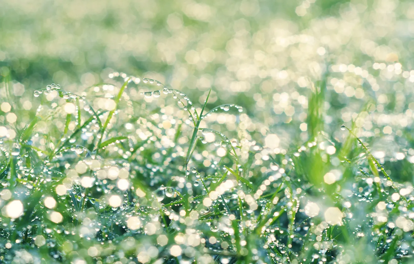 Photo wallpaper grass, drops, Rosa
