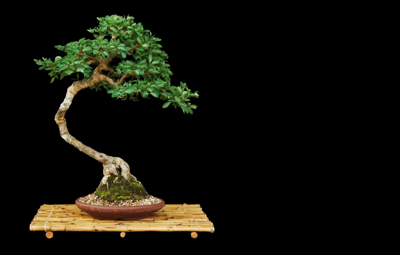 Photo wallpaper leaves, tree, bonsai, minimalism, pot, stand