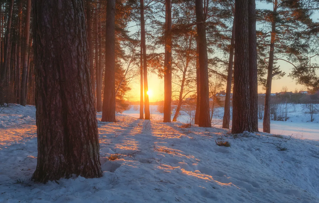 Photo wallpaper forest, trees, sunset, nature, Dmitry Martynenko