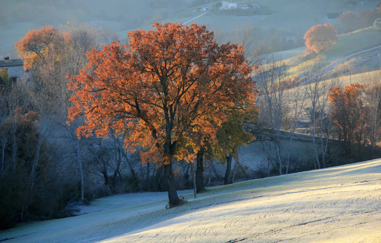 Photo wallpaper field, autumn, snow, trees, mountains, hills, haze