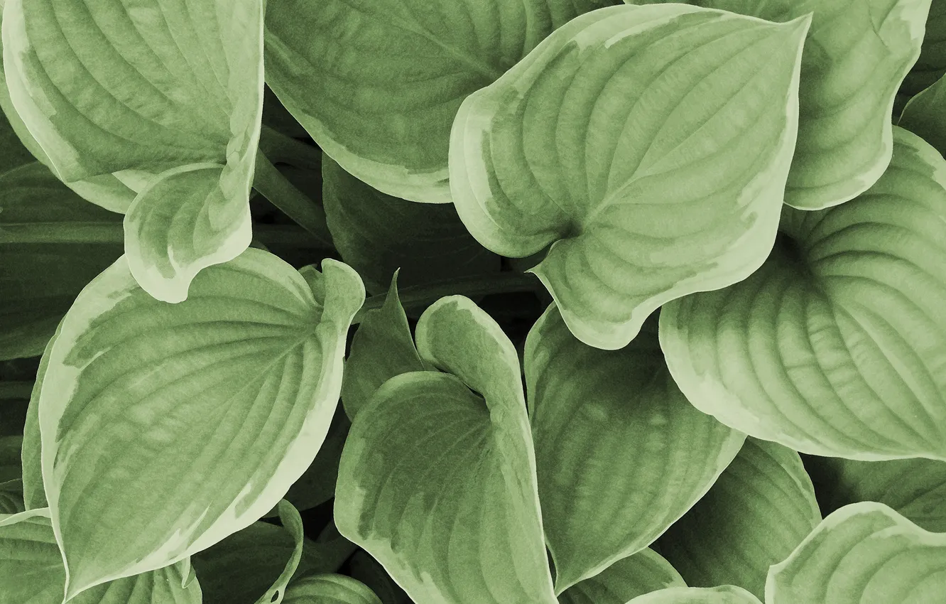Photo wallpaper leaves, green leaves, plant, texture, watercolor, host