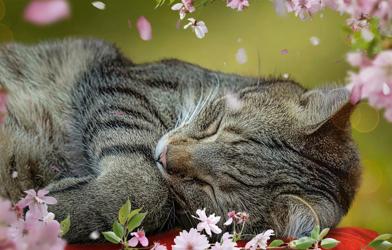 Photo wallpaper cat, cat, lies