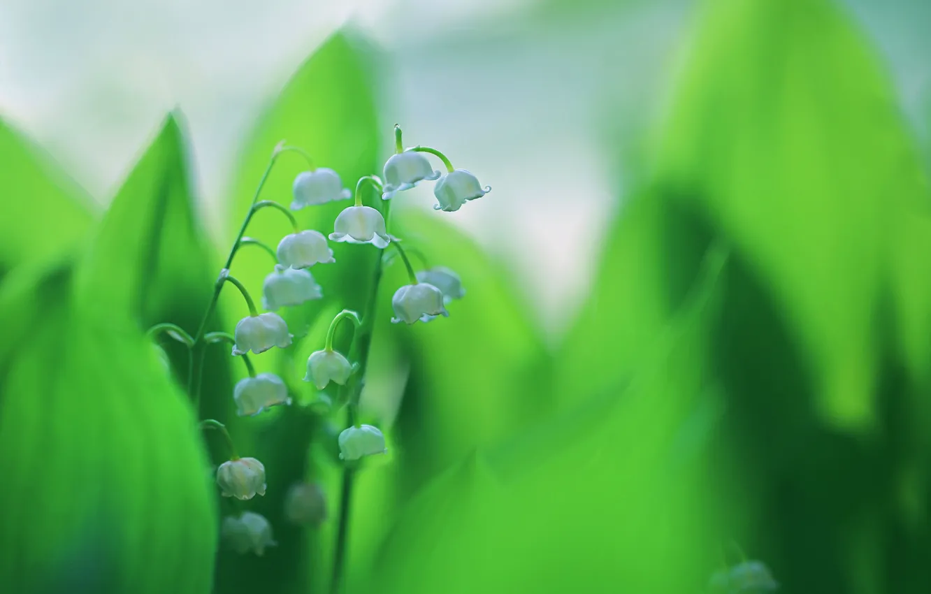 Photo wallpaper leaves, paint, spring, lilies of the valley, inflorescence
