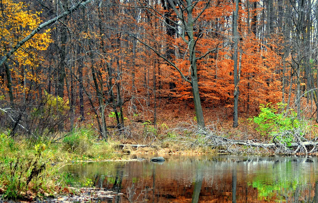 Photo wallpaper autumn, forest, trees, pond, reflection