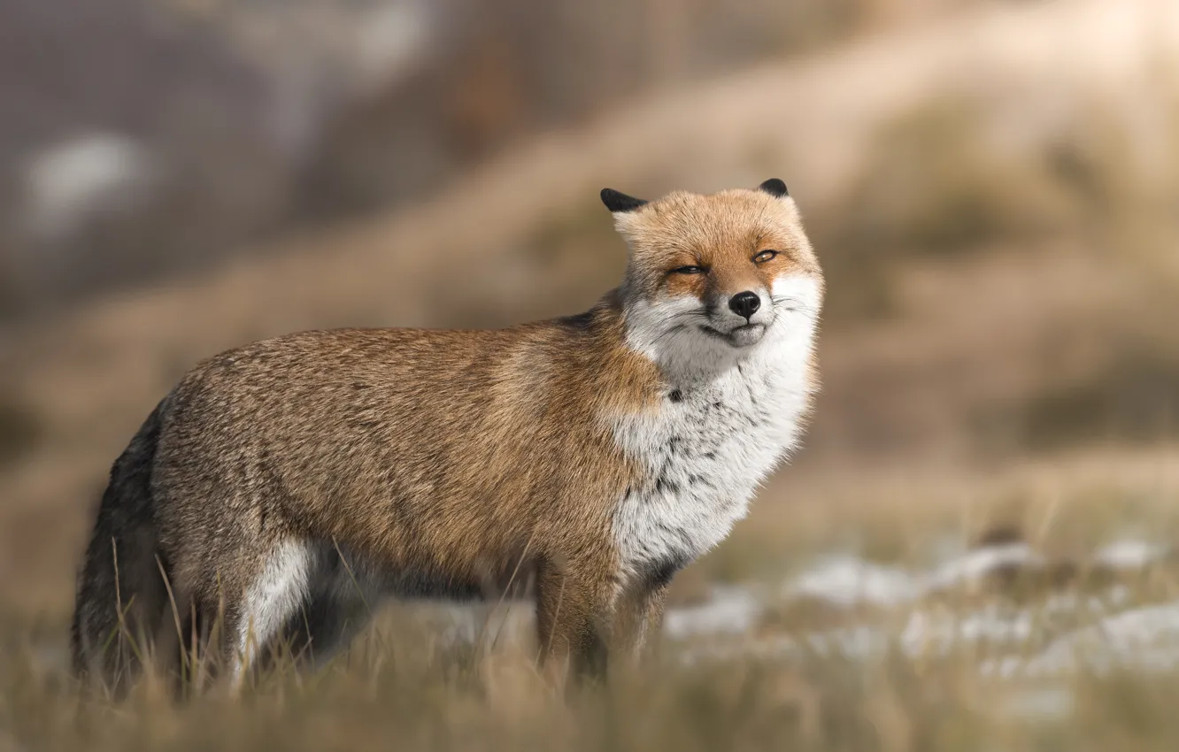 Photo wallpaper look, face, light, nature, pose, background, Fox, bokeh