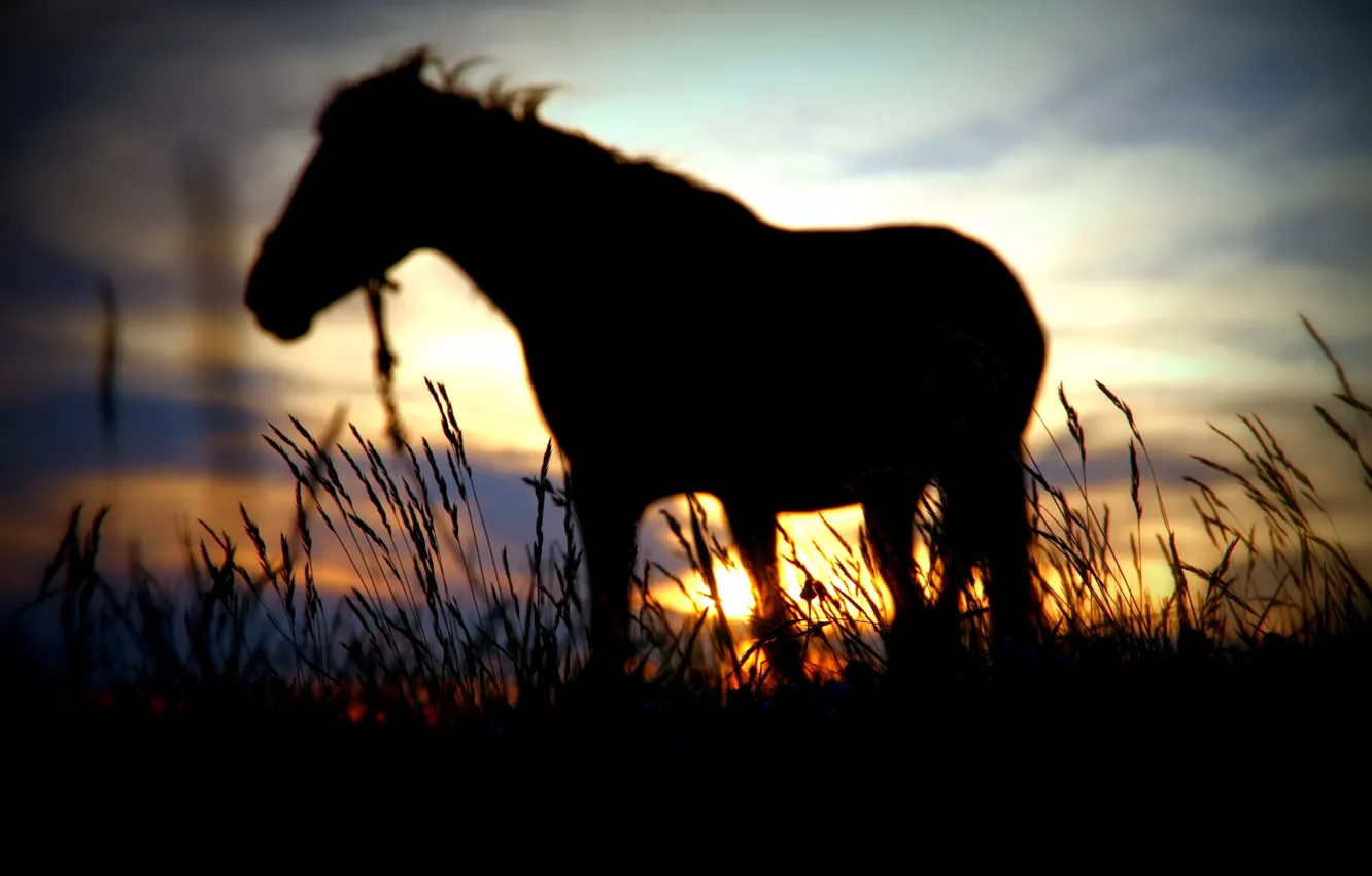 Photo wallpaper the sun, sunset, horse, blur, silhouette