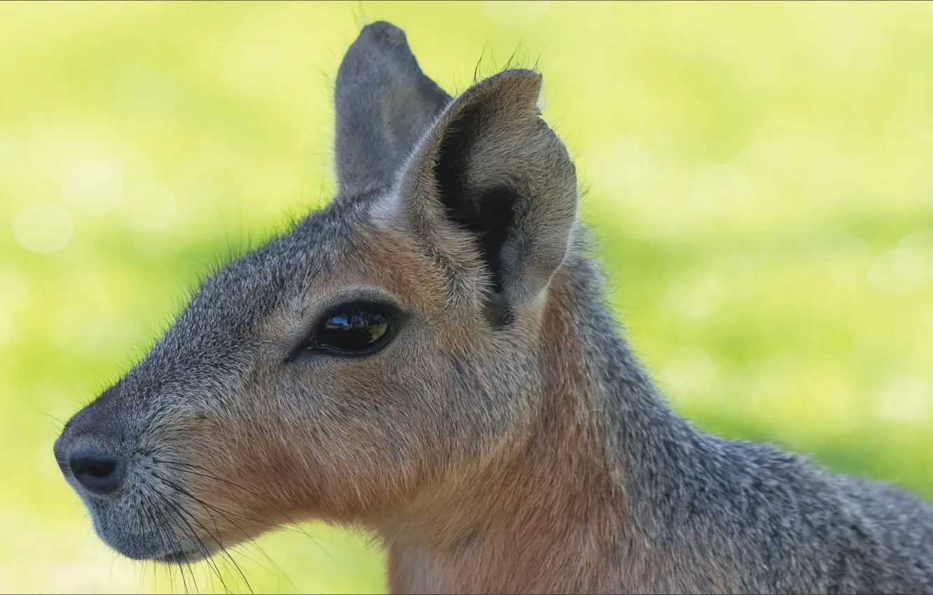 Photo wallpaper portrait, Patagonia, Mara, a rare animal