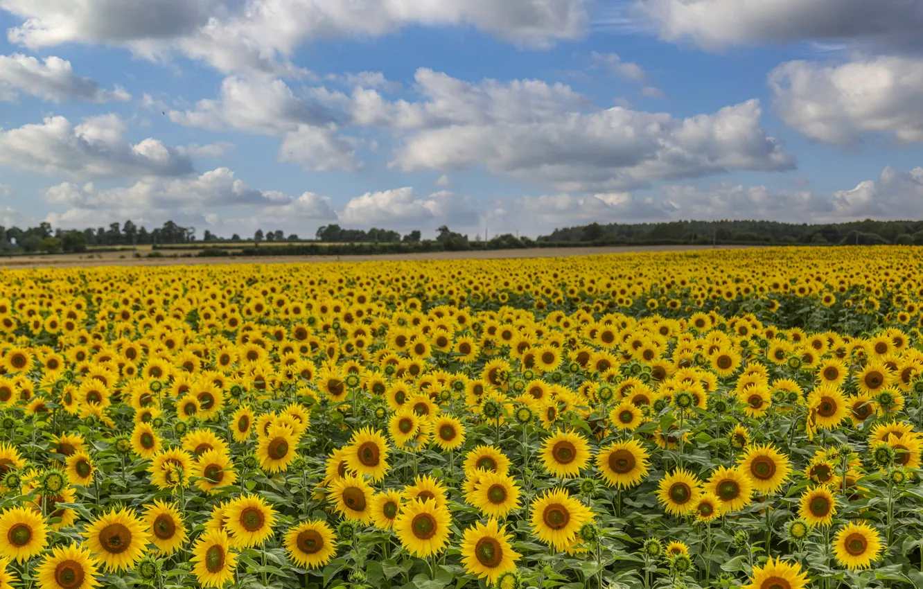 Photo wallpaper field, summer, sunflowers, flowers