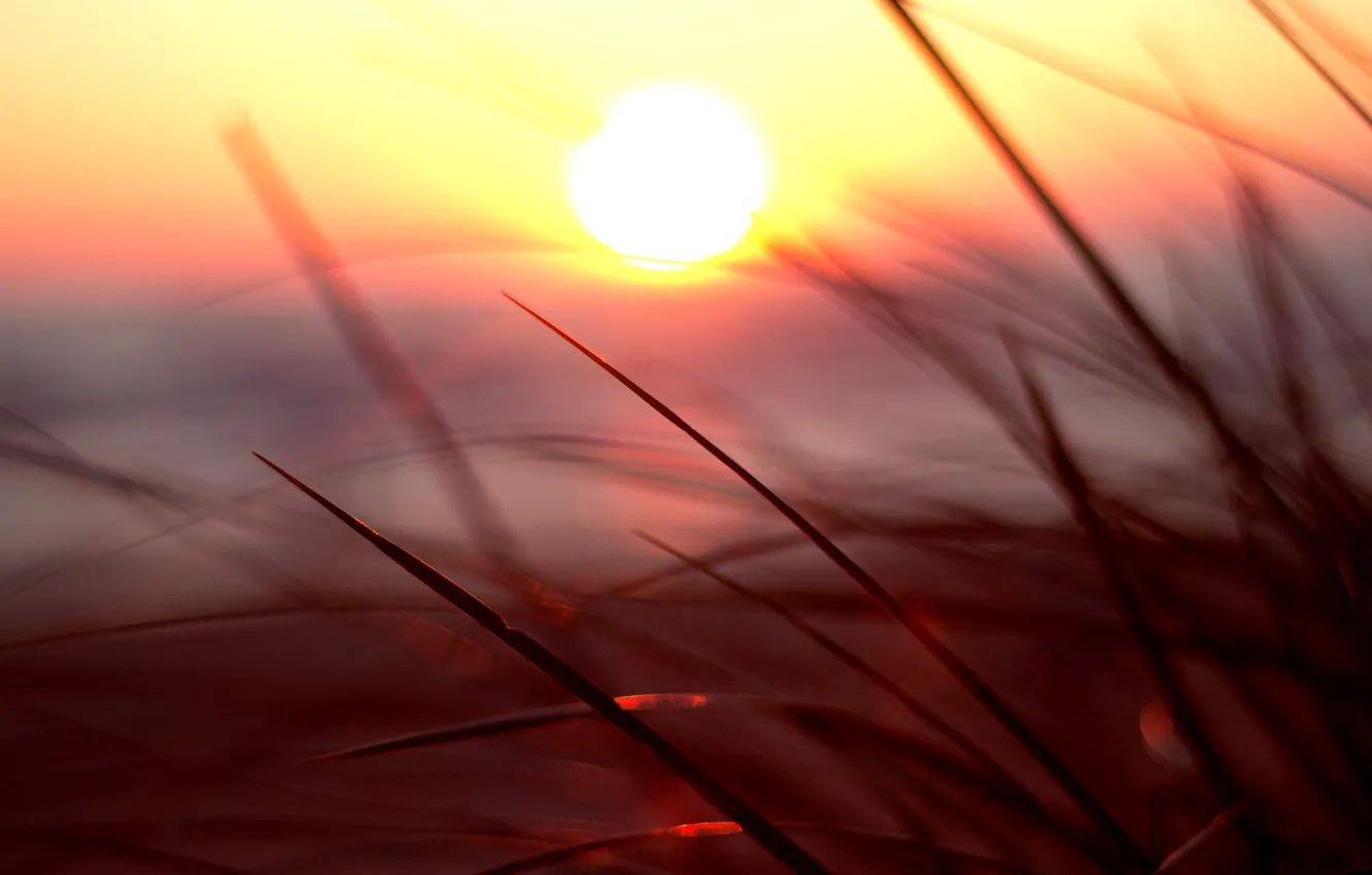 Photo wallpaper greens, grass, the sun, macro, sunset, nature, background