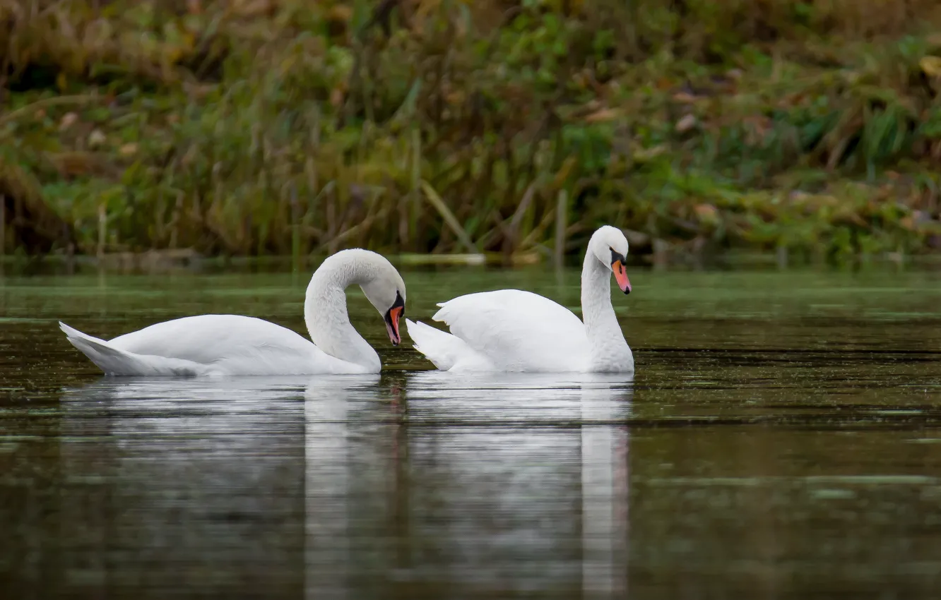 Photo wallpaper reflection, bird, grace, swans