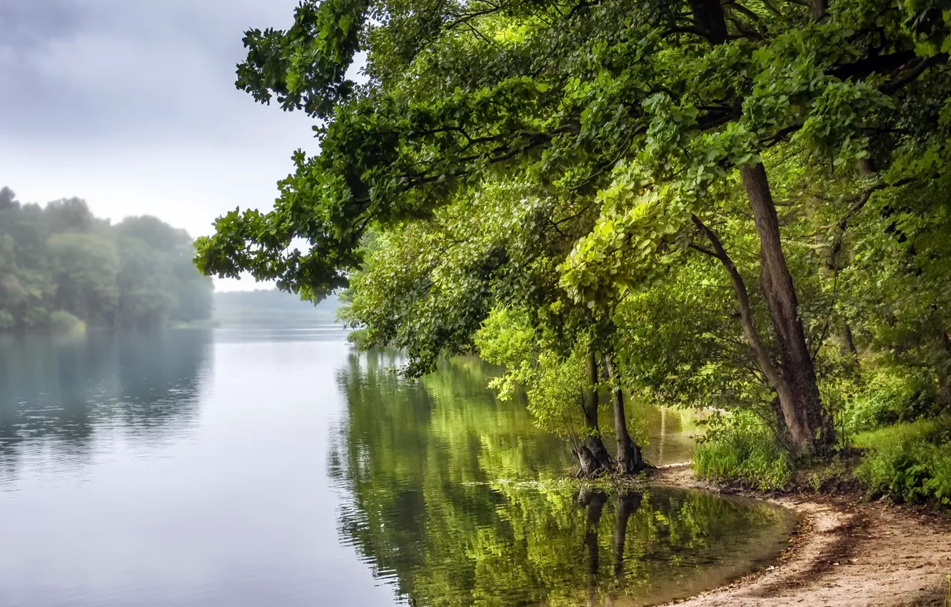 Photo wallpaper trees, nature, river