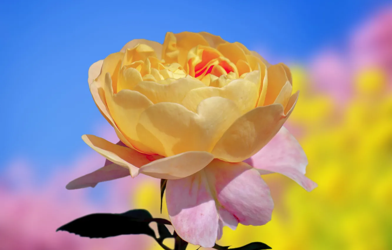 Photo wallpaper macro, flowers, yellow, roses