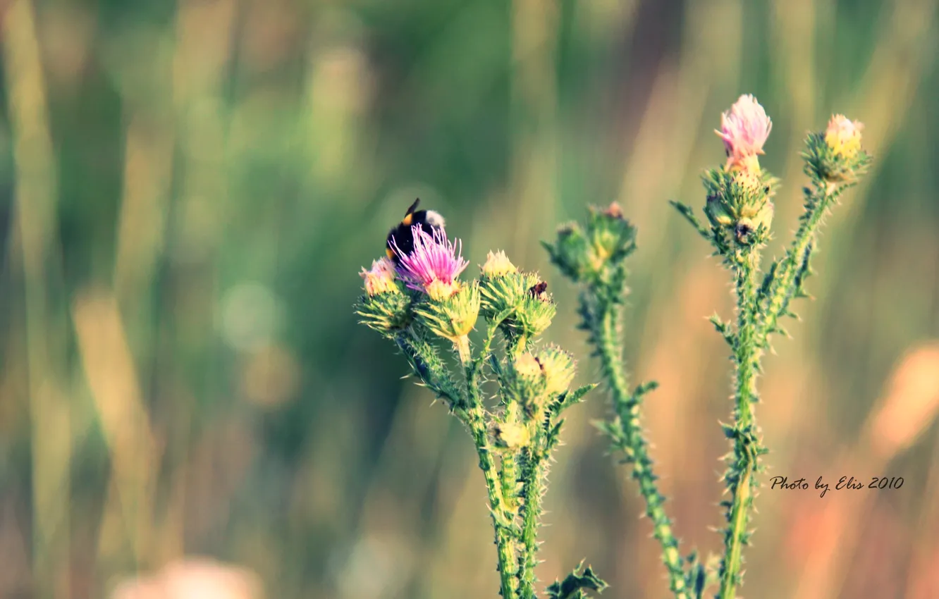 Photo wallpaper flower, summer, macro, bumblebee, thorn